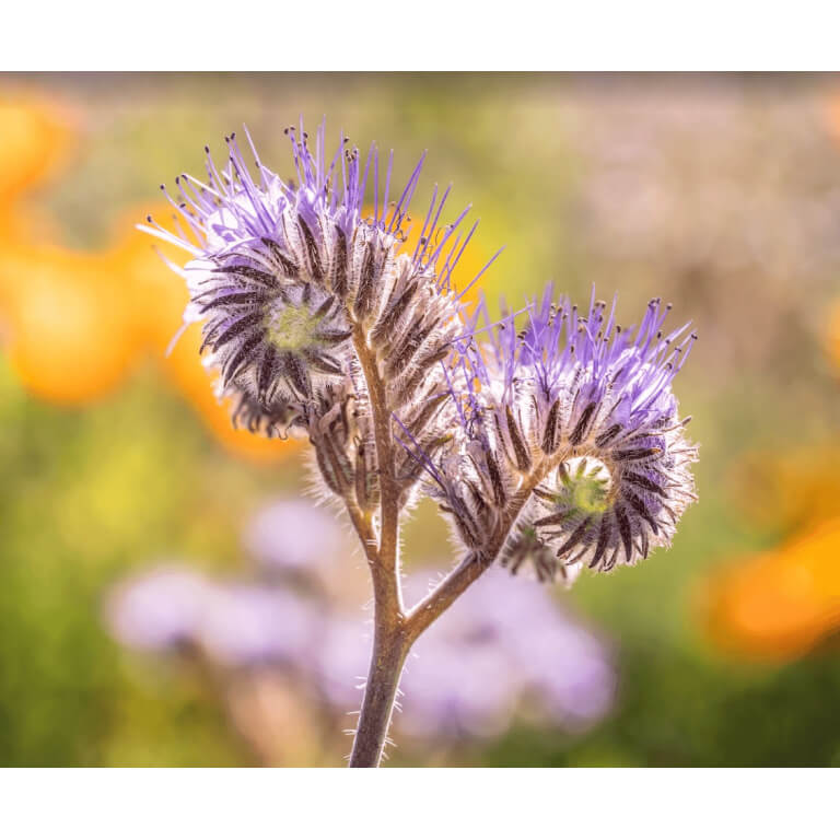 Lacy Phacelia-5012