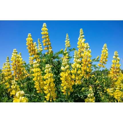 Golden Lupine-3945