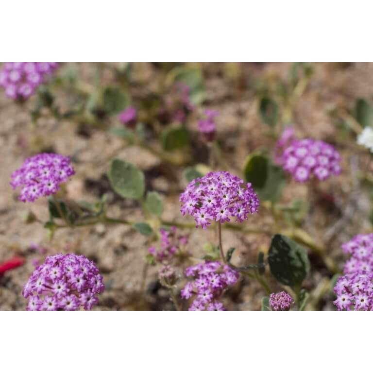 Desert Sand Verbena-5252