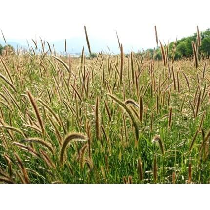 Meadow Barley-4282