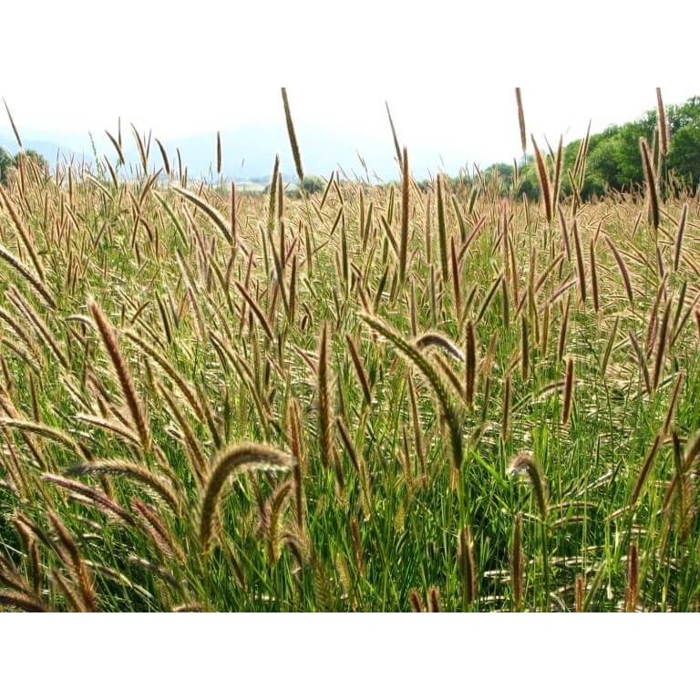 Meadow Barley-4282