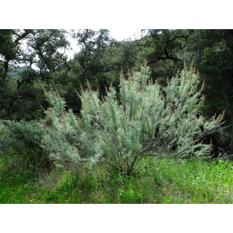 California Sagebrush-4230