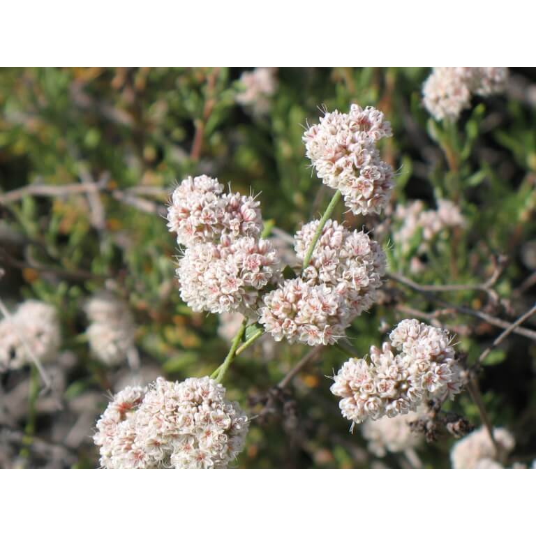 California Buckwheat-4226