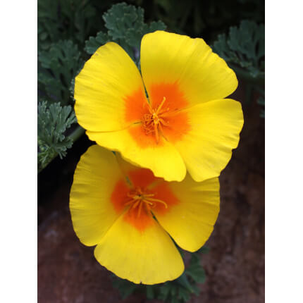 Coastal California Poppy-4157