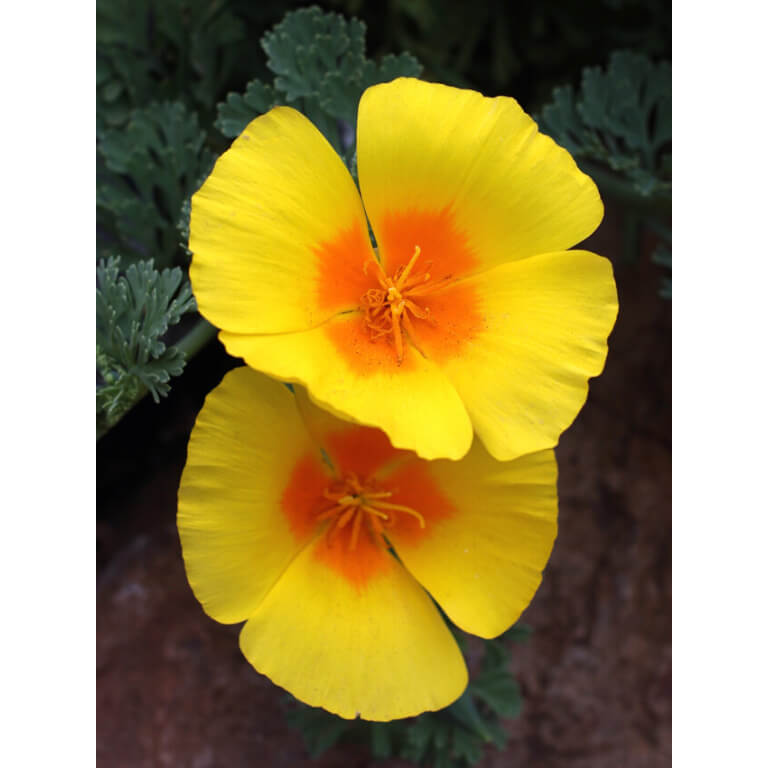 Coastal California Poppy-4157