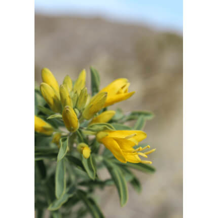 Bladderpod-5094