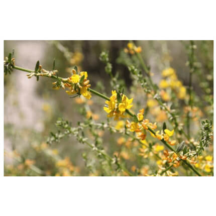 Deerweed-4908