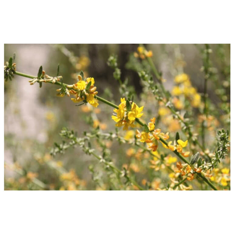 Deerweed-4908