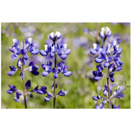 Sky Lupine-4582