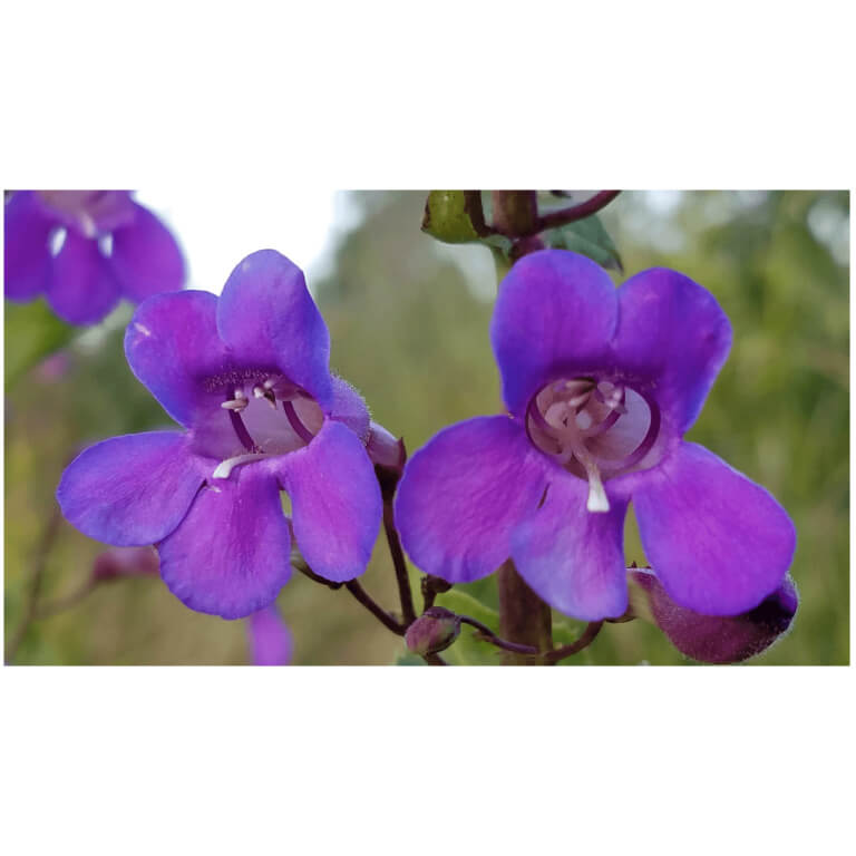 Showy Penstemon-5307