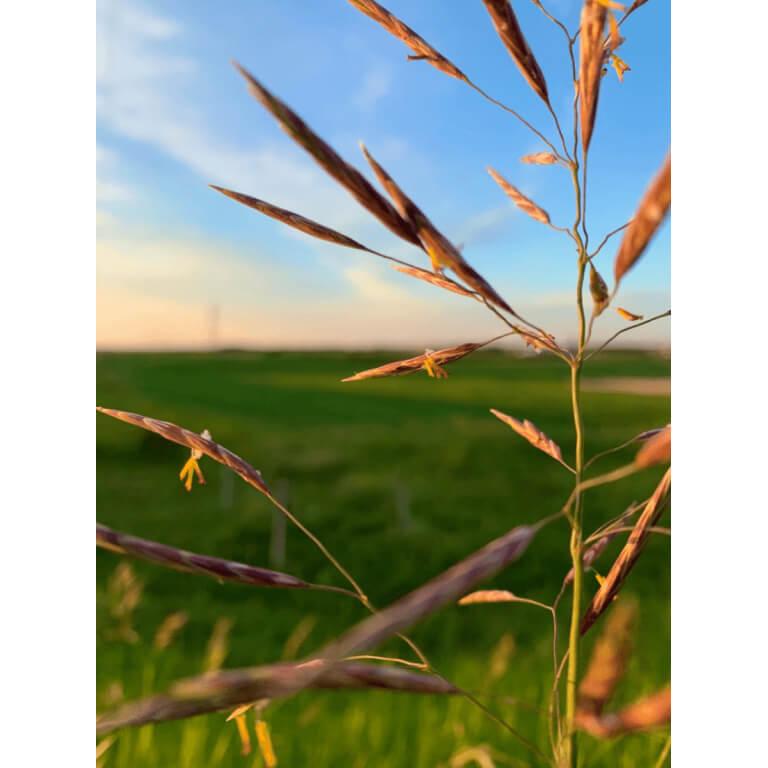 California Brome Grass-4992