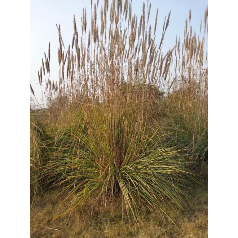 Deergrass-4625