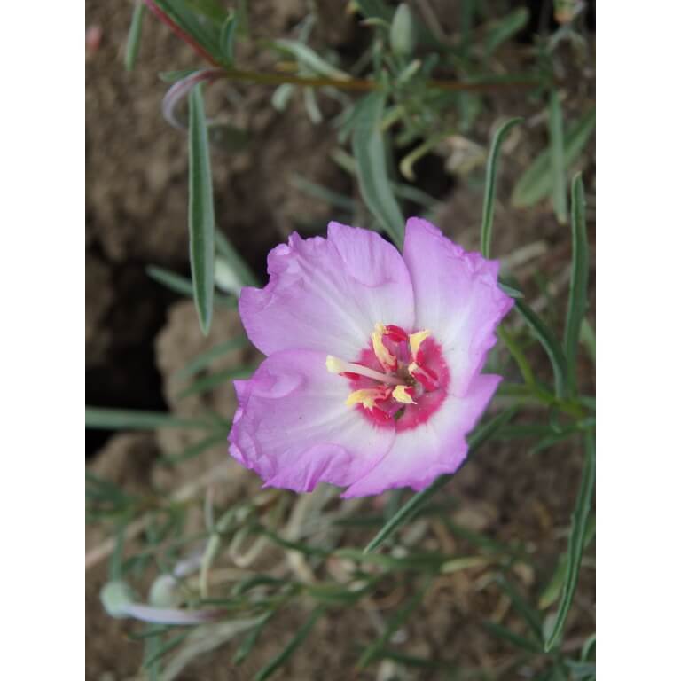 Tracy's Clarkia-4737