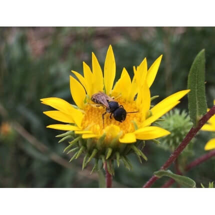 Coastal Gumweed-4781