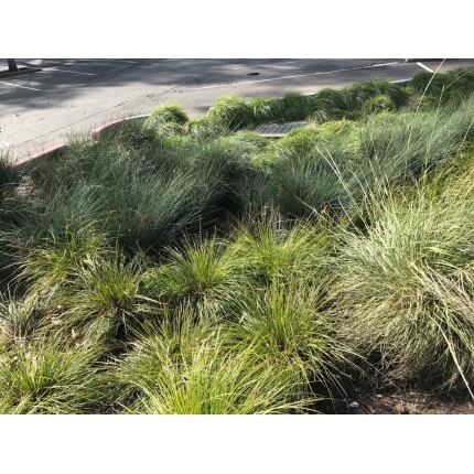 Native Bioswale Mix-4822