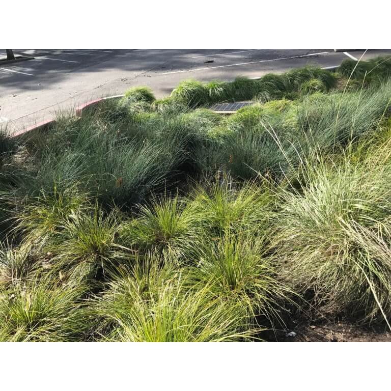 Native Bioswale Mix-4822