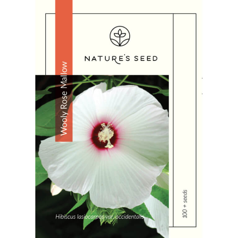 Woolly Rose Mallow-0