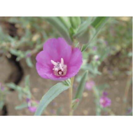 Purple Clarkia-5363