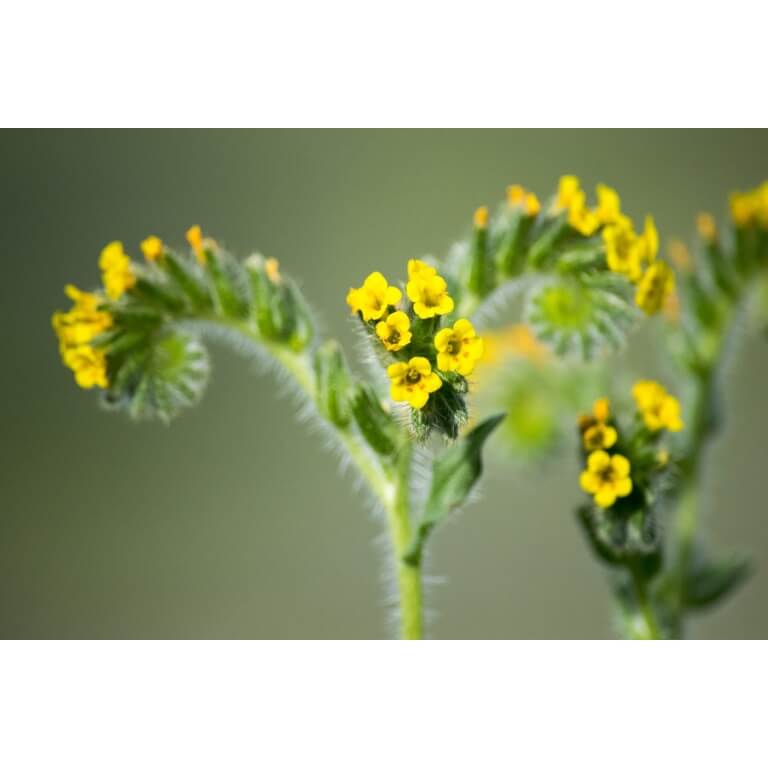 Small-Flowered Fiddleneck-5310