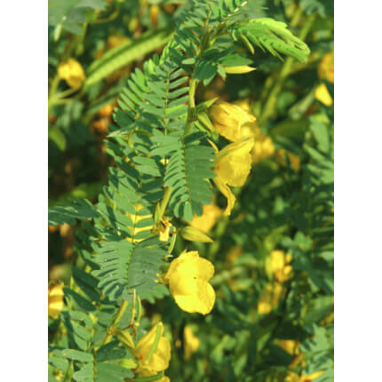 Showy Partridge Pea-0