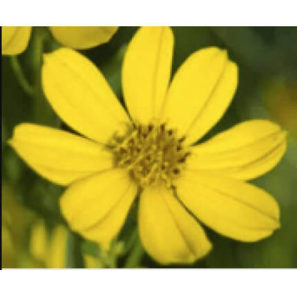 Prairie Coreopsis-0