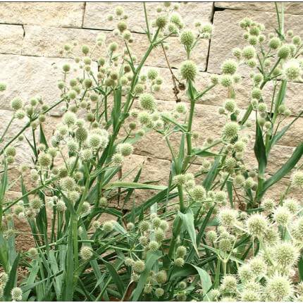 Rattlesnake Master-5376