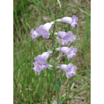 Shell Leaf Penstemon-0