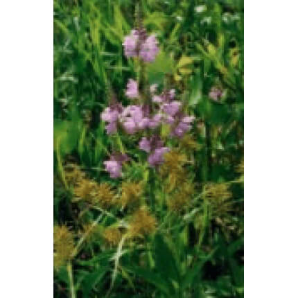 Obedient Plant-0