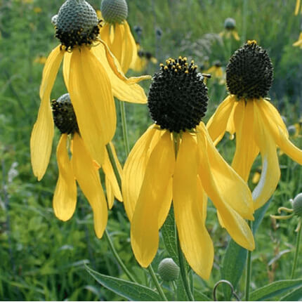 Grayhead Prairie Coneflower-0