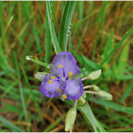 Prairie Spiderwort-5373