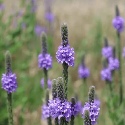 Hoary Vervain-0