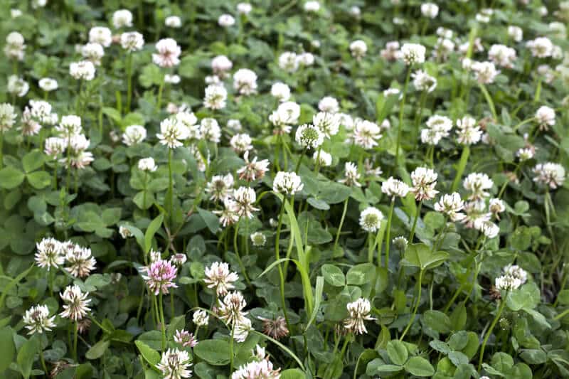 White clover