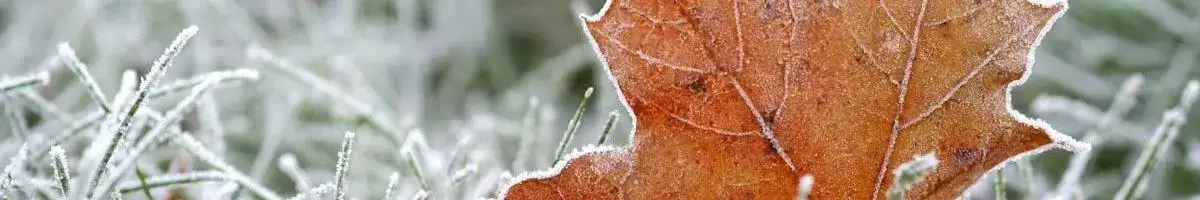 Snow Mold in Grass