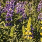 California Wildflower and Grass Seeding