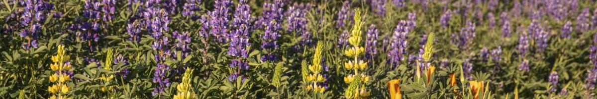 California Wildflower and Grass Seeding