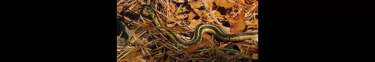 Garter Snake