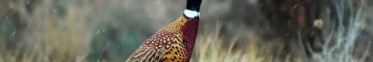 Pheasant populations