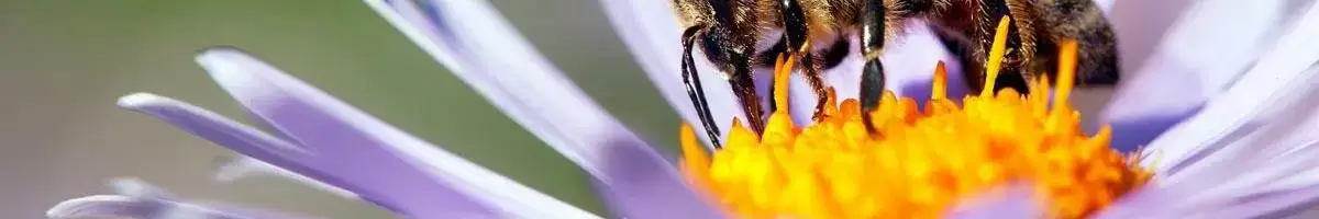 Honey Bee Feeding Plans