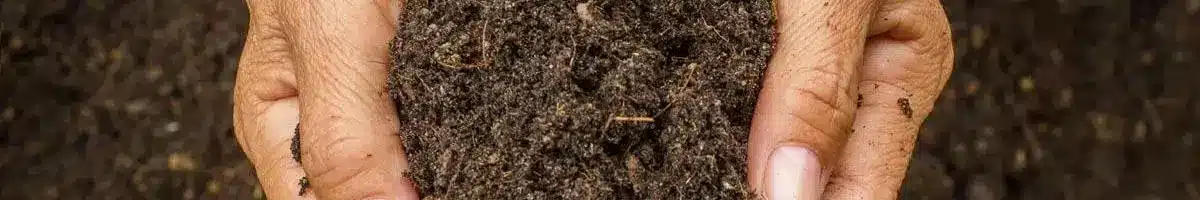 mycorrhizal fungi in soils