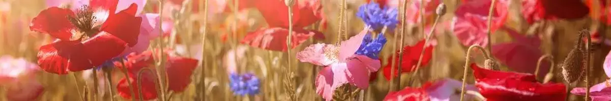 Poppy Flowers