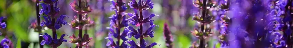 Salvia Azurea