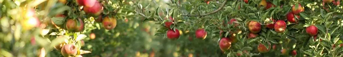 Orchard and Vineyard Ground cover