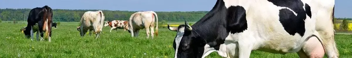 Livestock Grazing