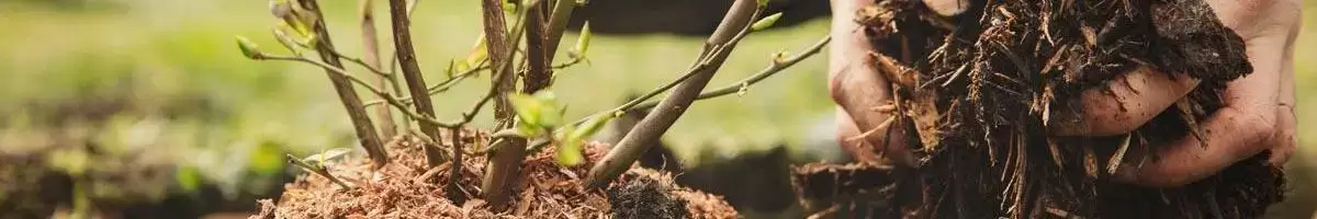 Benefits of Mulching