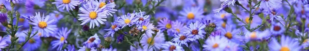 Aster Wildflower