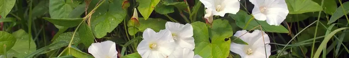 Bindweed