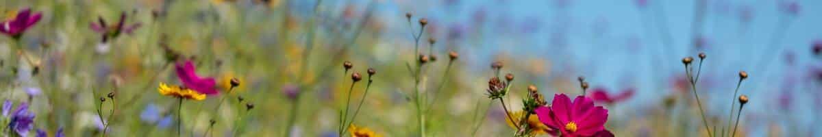 wildflowers