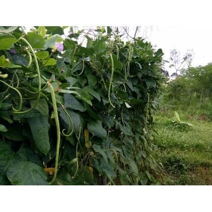 cowpeas