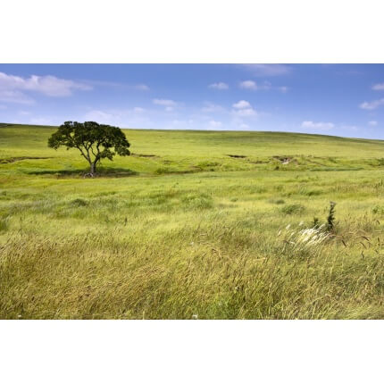 Native Tallgrass Mix