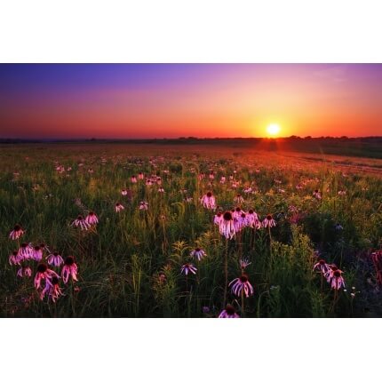 Pretty Prairie Shortgrass Mix